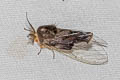 Banyan Tussock Moth Perina nuda