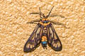 Phacusa sp.