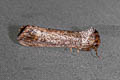 Phalera argenteolepis