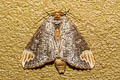 Phalera assimilis