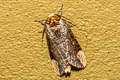 Phalera assimilis