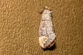 Phalera assimilis