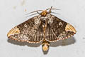 Phalera assimilis