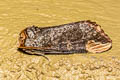Phalera assimilis