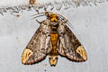 Phalera assimilis