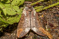 Phalera cossoides