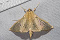 Phostria xipharesalis