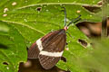 Pidorus atratus
