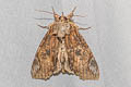 Plotheia occulta
