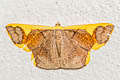 Plutodes costatus