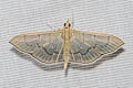 Pearl Grey Moth Poliobotys ablactalis