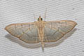 Pearl Grey Moth Poliobotys ablactalis