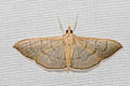 Pearl Grey Moth Poliobotys ablactalis