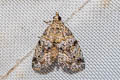 Protodeltote distinguenda