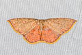 Pseudhyria rubra