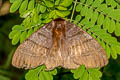 Pseudojana incandescens