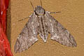 Plain Grey HawkmothPsilogramma increta 