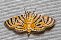 Pycnarmon pulchralis