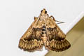 Pyralinae sp. 
