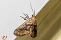 Pyralinae sp. 