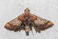 Pyralis fumipennis