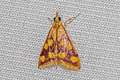 Perilla Leaf Moth Pyrausta phoenicealis