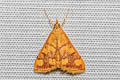 Perilla Leaf Moth Pyrausta phoenicealis