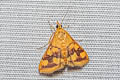 Perilla Leaf Moth Pyrausta phoenicealis