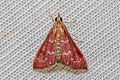 Raspberry Pyrausta Moth Pyrausta signatalis