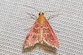 Raspberry Pyrausta Moth Pyrausta signatalis