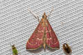 Raspberry Pyrausta Moth Pyrausta signatalis