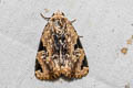 Ramadasa separata