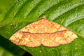 Raparna transversa