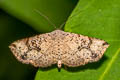 Rhesala imparata