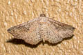 Rhesala imparata