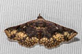 Rhesala imparata