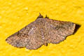 Small Cloth Rhesala moestalis