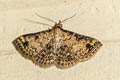 Rhesala sp.