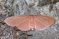 Rhodoneura plinthocroa