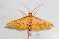 Rhodoneura sp. 