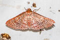 Rhodoneura sp. 