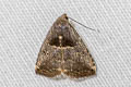 Rivula basalis