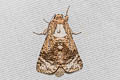 Roepkiella siamica