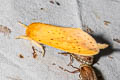 Saliocleta ochracea