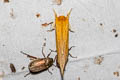 Saliocleta ochracea