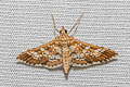 Banded Pearl Sameodes cancellalis