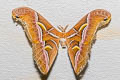 Canning's Lesser Atlas Moth Samia canningi