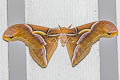 Canning's Lesser Atlas Moth Samia canningi