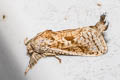 Sansara naumanni