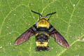 Eastern Carpenter-bee Hawkmoth Sataspes xylocoparis